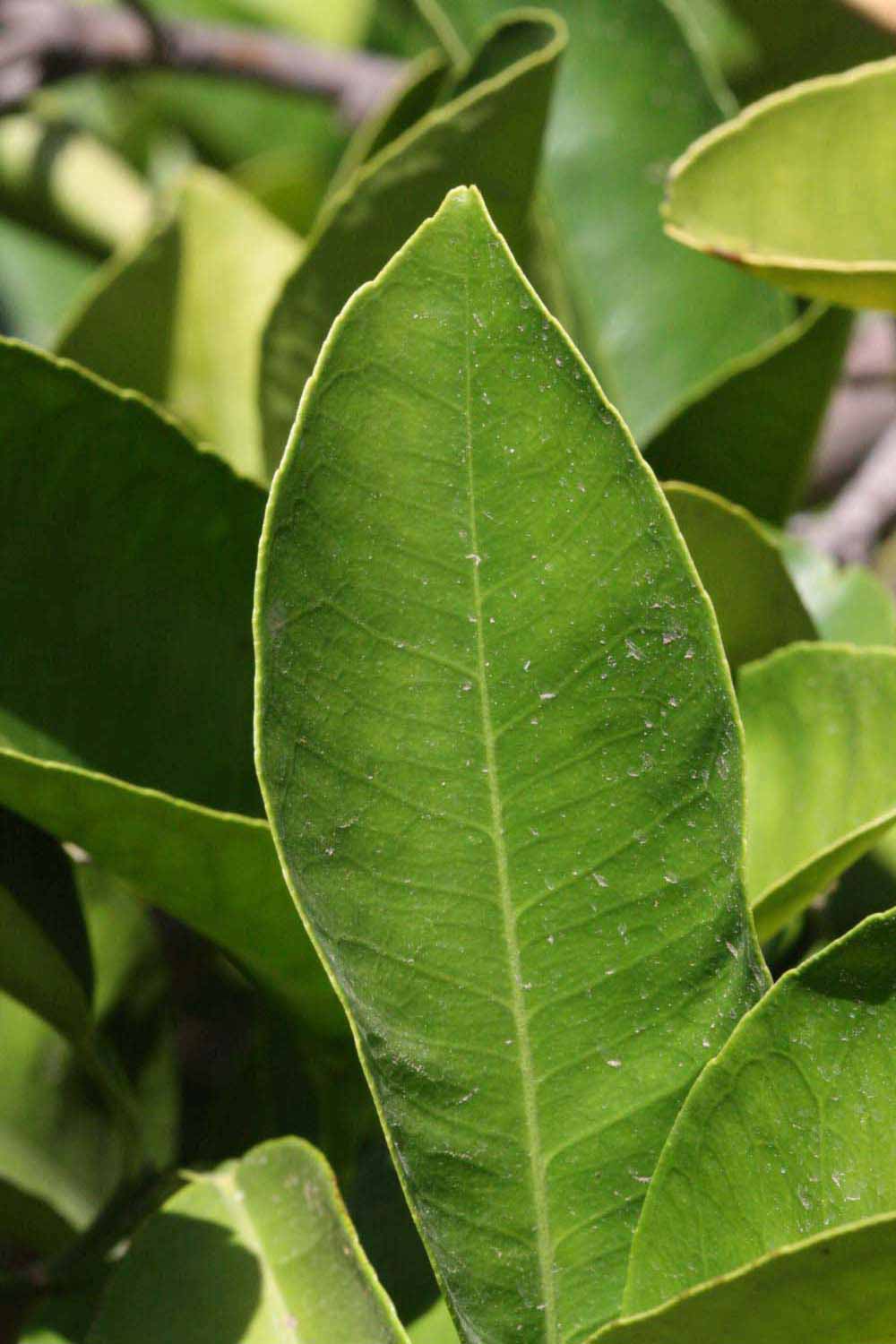              Margin (Riverside, CA)       